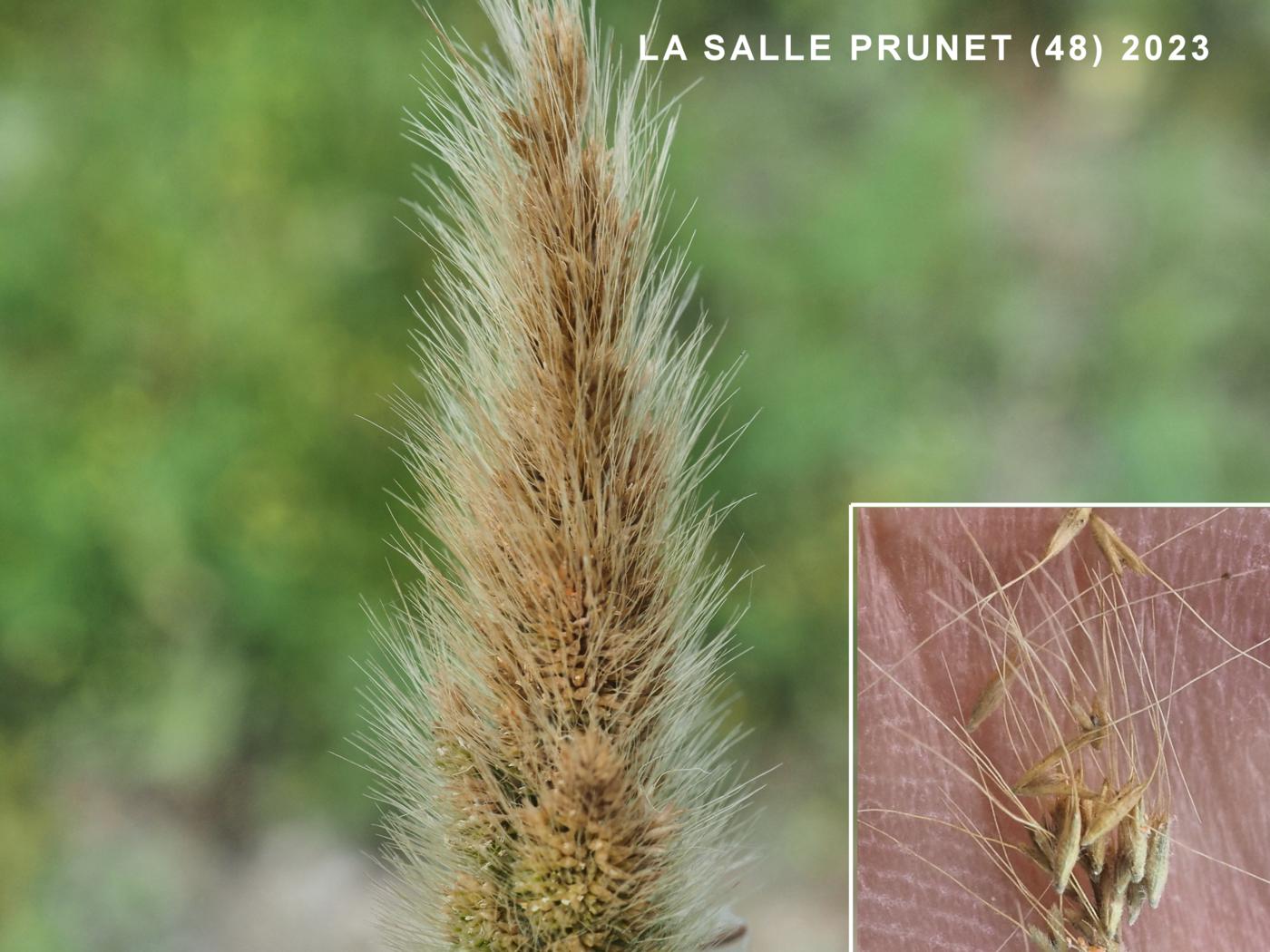 Beard Grass, Annual fruit